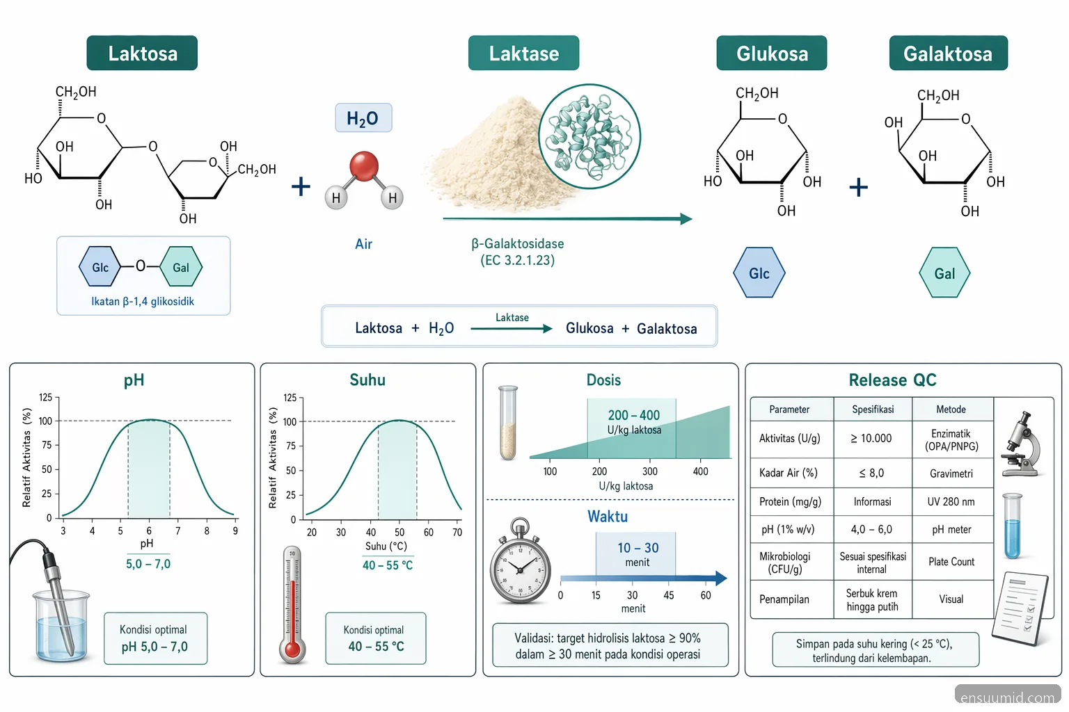 lactase enzyme powder process diagram showing lactose hydrolysis with pH, temperature, dose, and release QC checks
